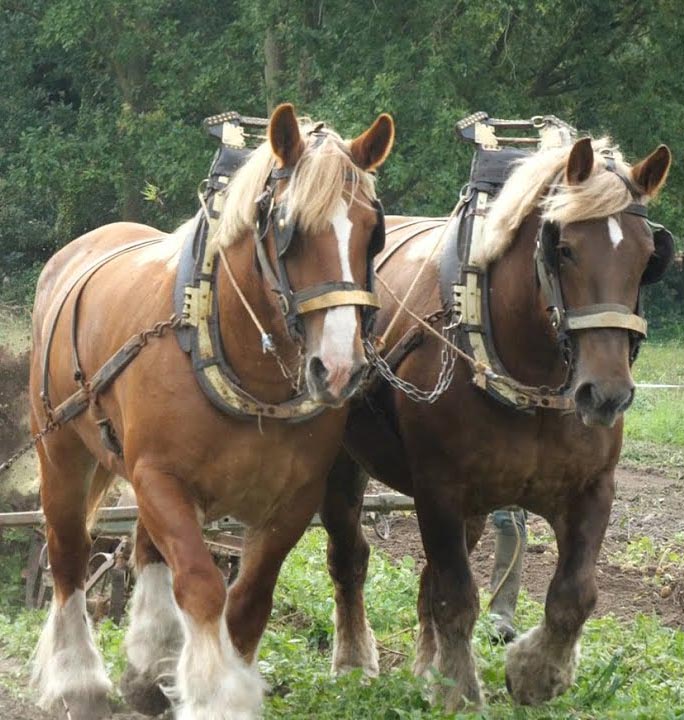 Belgian Draft Horses Used To Potato Harvest In The Traditional Way